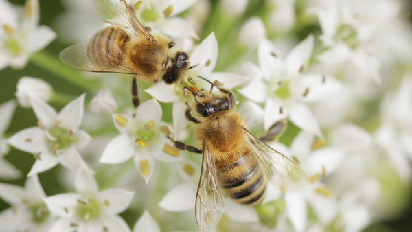 National Bee Day - Why Are Bees So Important?